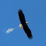 Eagle pooping midair