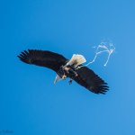 Eagle pooping midair