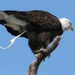 Eagle pooping