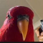 Bird with gun