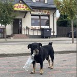 dog; Drunk dog; dog with bottle;