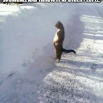 evil thought | "I HATE WINTER" KIDS REALIZING THAT THEY CAN PUT A ROCK INTO A SNOWBALL AND THROW IT AT OTHER PEOPLE: | image tagged in cat snow | made w/ Imgflip meme maker