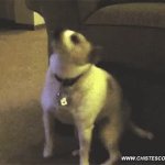 dog dancing GIF Template