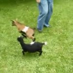 goat jumping GIF Template