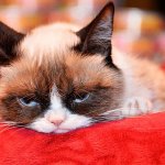 Grumpy cat feeling sad on red pillow