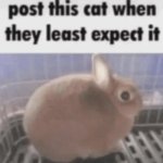 post this cat when they least expect it meme