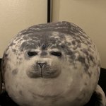 Judgy Seal