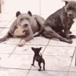 tiny puppy GIF Template