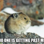 Determined rodent sentinel | NO ONE IS GETTING PAST ME | image tagged in tseyvo,rodent,memes,guardian,vigilant,border | made w/ Imgflip meme maker