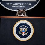 Grumpy cat presidential seal