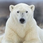 Polar Bear