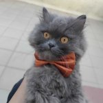 ash the grey cat meme