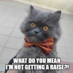 ash the grey cat | WHAT DO YOU MEAN 
I'M NOT GETTING A RAISE?! | image tagged in ash the grey cat | made w/ Imgflip meme maker