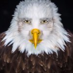 cursed eagle meme