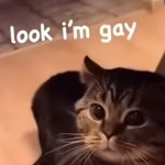 Look I’m gay cat meme