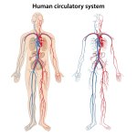 Circulatory System