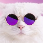 cool cat round glasses