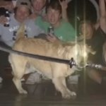 dog with sword