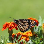 Monarch on Marigold