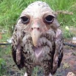 Wet owl template