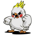 angry cockatoo