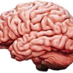 brain