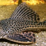 Pleco