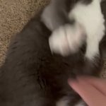 Snoobie.gif GIF Template