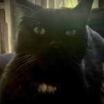 Sinister cat Meme Generator - Imgflip