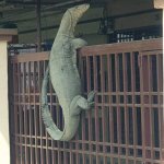 lizard on a fence