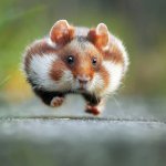 Graduation Hamster