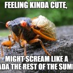 Cicada | FEELING KINDA CUTE, MIGHT SCREAM LIKE A CICADA THE REST OF THE SUMMER. | image tagged in cicade | made w/ Imgflip meme maker