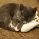 Xbox kitten