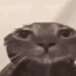 sad cat GIF Template