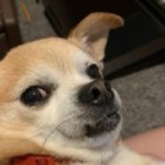 Yuki the Chihuahua meme