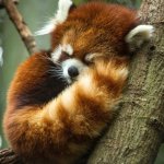 red panda sleepy cute