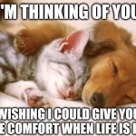 cats and dogs sleeping together | I'M THINKING OF YOU; WISHING I COULD GIVE YOU SOME COMFORT WHEN LIFE IS HARD | image tagged in cats and dogs sleeping together | made w/ Imgflip meme maker