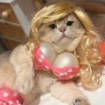 Cat in drag