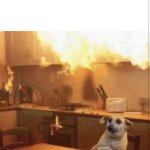 Dog kitchen fire