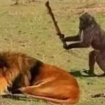 Monkey preparing to hit a lion template