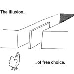 COQINU illusion