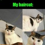 Bowl cut cat | My mom: Oh my god you look so handsome!!! My haircut: | image tagged in bowl cut cat | made w/ Imgflip meme maker