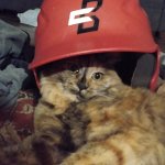 Baseball cat template