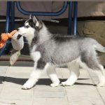 Husky Pup