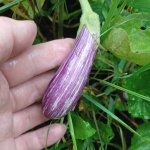 Small eggplant