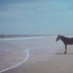 horse staring at ocean