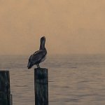 Lonely Pelican | image tagged in lonely,bird,empty,alone,depressed | made w/ Imgflip meme maker