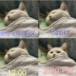 My internal clock is set for the wrong time | 8:00; Me at 6:00; 2:00 PM; 12:00 | image tagged in cat sleeping uder blanket blank | made w/ Imgflip meme maker