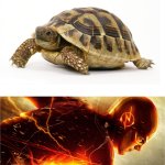 Turtle Vs Speed