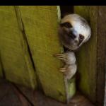 Sloth Backdoor meme